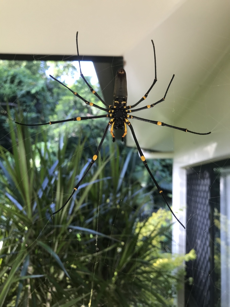 Giant Golden Orbweaver From Greendale Cl Brinsmead QLD AU On June 2