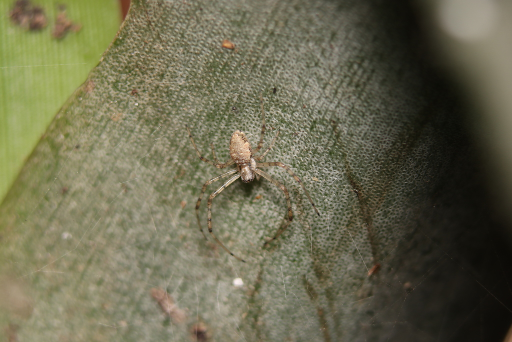 African Hermit Spider From Butant S O Paulo Sp Brasil On May