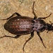 Carabus rugosus - Photo (c) Valter Jacinto, all rights reserved