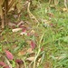 Square
