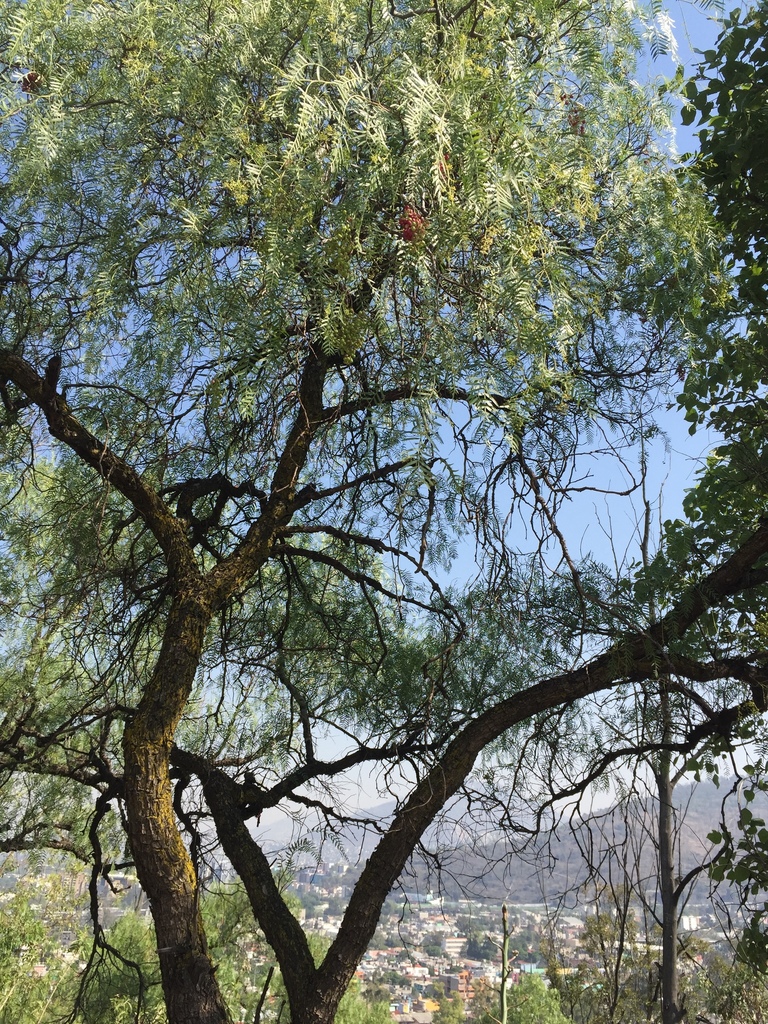 Peruvian Pepper Tree From Tepetates Mexico City CDMX MX On June 4