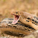 Copperhead Rat Snake - Photo (c) kkchome, all rights reserved
