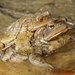 European Toad - Photo (c) Mauro Paschetta, all rights reserved