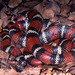 Central American Milksnake - Photo (c) Paul Freed, all rights reserved, uploaded by Paul Freed