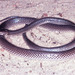 Slatey-grey Snakes - Photo (c) Paul Freed, all rights reserved, uploaded by Paul Freed