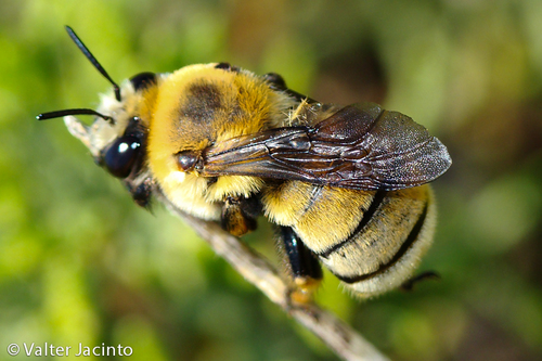 Anthophora Quadricolor · Inaturalist