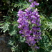 Anderson's Lupine - Photo (c) Jay Keller, all rights reserved, uploaded by Jay L. Keller
