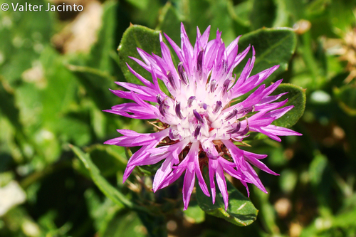 Rhaponticoides fraylensis · iNaturalist