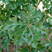 Quercus margaretiae - Photo (c) Eric Hunt, כל הזכויות שמורות