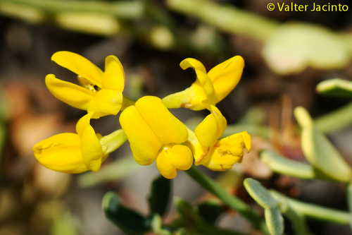 Subspecies Coronilla minima minima · iNaturalist