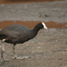 Red-knobbed Coot - Photo (c) Johnny Wilson, all rights reserved