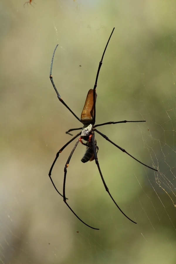 Giant Golden Orbweaver From Middle Point NT 0822 Australie On June 9