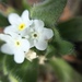Great Basin Popcornflower - Photo (c) kjamason, all rights reserved, uploaded by kjamason