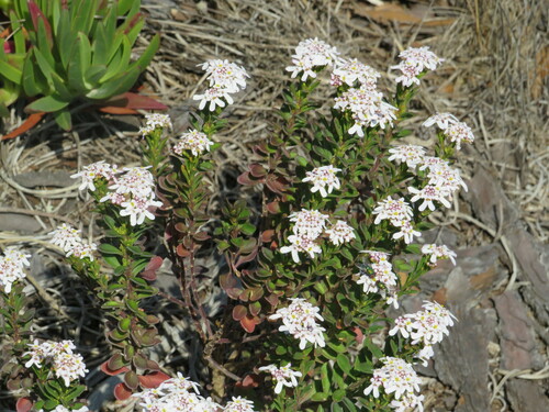 Subspecies Iberis Procumbens Procumbens Inaturalist