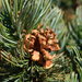 Pinus culminicola - Photo (c) Mané Salinas Rodríguez, כל הזכויות שמורות, uploaded by Mané Salinas Rodríguez