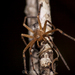 Arañas Cazadoras del Dios del Fuego - Photo (c) Zabdiel Peralta, todos los derechos reservados, subido por Zabdiel Peralta