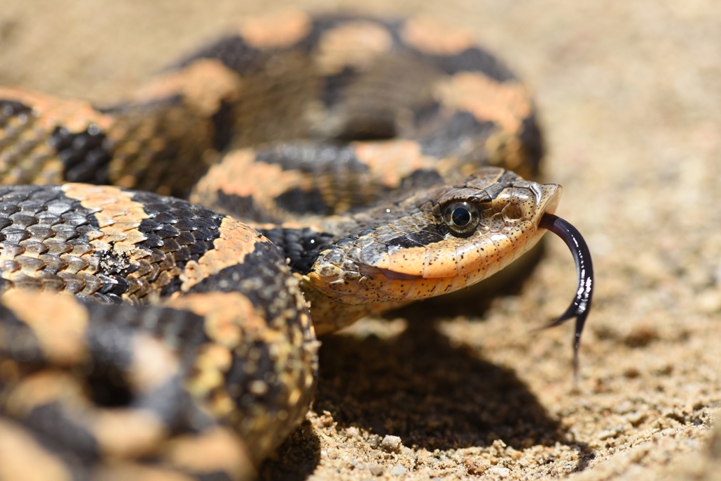 Eastern Hognose Snake In June 2022 By Sam INaturalist