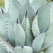Agave durangensis - Photo (c) quirino, all rights reserved, uploaded by quirino