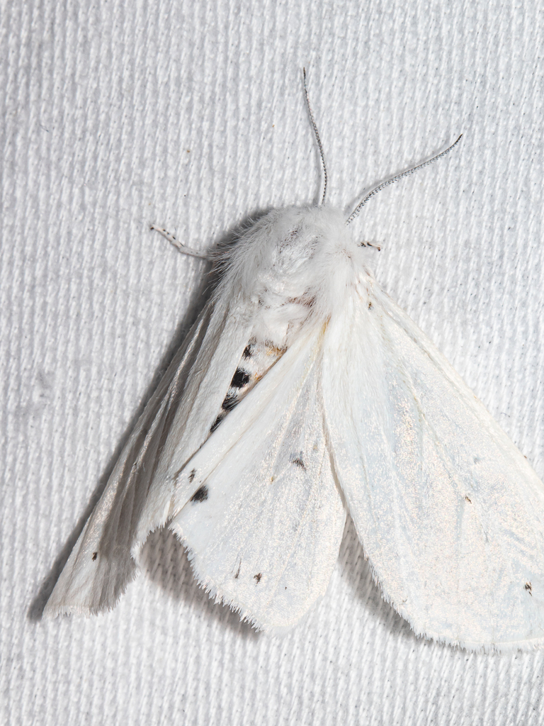 Virginian Tiger Moth From Anne Arundel County MD USA On June 15 2022