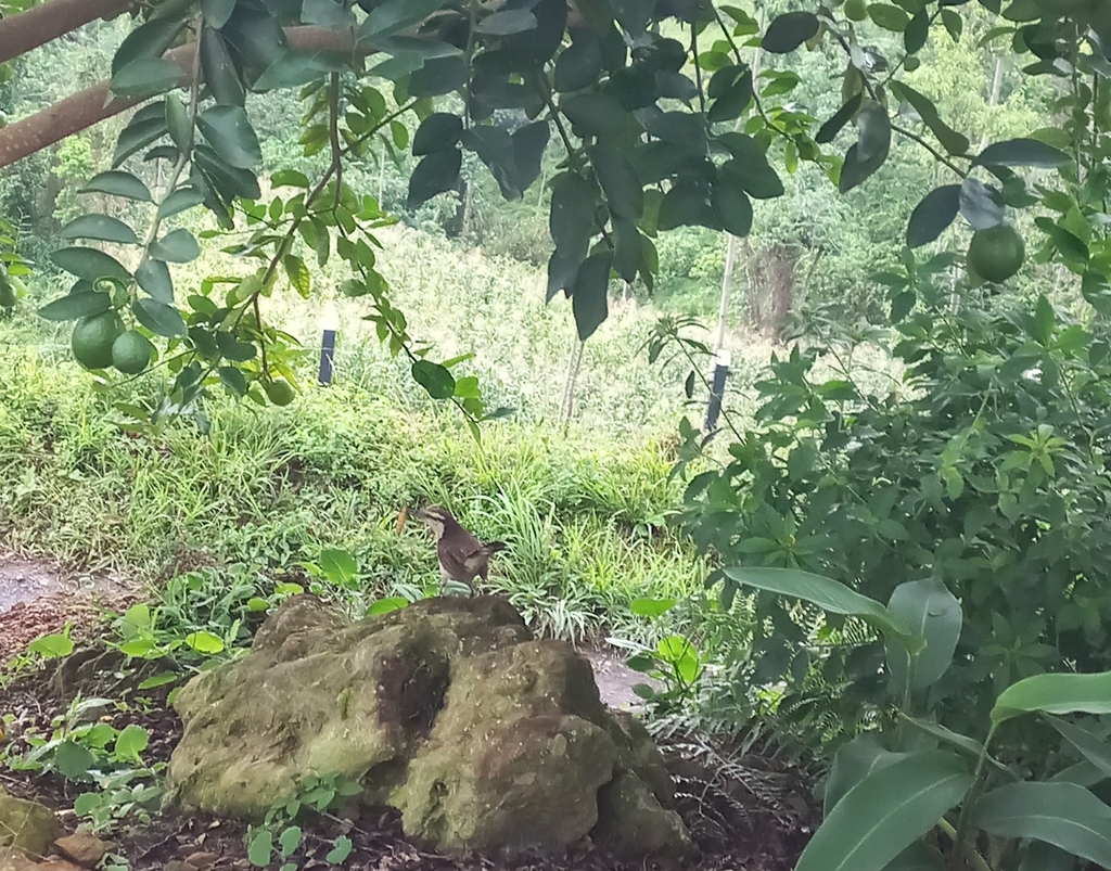 Bicolored Wren From El Carmen De Chucur Santander Colombia On June