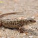 Mongolia Racerunner - Photo (c) Kim, Hyun-tae, all rights reserved, uploaded by Kim, Hyun-tae