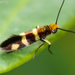 Micropterix ibericella - Photo (c) Valter Jacinto, all rights reserved