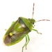 Green Burgundy Stink Bug - Photo (c) Kevin FitzPatrick, all rights reserved, uploaded by kevinfitzpatrick