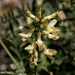 Astragalus trichopodus lonchus - Photo (c) NatureShutterbug, kaikki oikeudet pidätetään, uploaded by NatureShutterbug