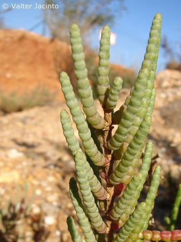 Glaucous Glasswort (Arthrocaulon macrostachyum) · iNaturalist