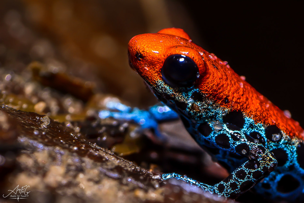 Red backed Poison Frog from Perú on January 25 2015 by Andrés Mauricio