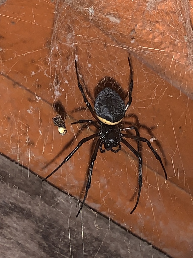 African Hermit Spider from Rua Uirapurú Saquarema RJ BR on June 25