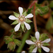 Horkelia cuneata - Photo (c) NatureShutterbug, todos los derechos reservados, uploaded by Lynn Watson, Santa Barbara