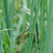 Little Meadow Bush-Cricket - Photo (c) Giacomo Gola, all rights reserved, uploaded by Giacomo Gola