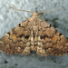Pale-winged Idia Moth - Photo (c) lepalot, all rights reserved, uploaded by Curt Lehman