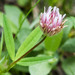 Trifolium longipes - Photo (c) BJ Stacey, todos los derechos reservados