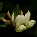 Acmispon grandiflorus - Photo (c) NatureShutterbug, todos los derechos reservados, uploaded by Lynn Watson, Santa Barbara