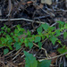 Parietaria hespera hespera - Photo (c) NatureShutterbug, all rights reserved, uploaded by NatureShutterbug