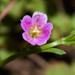 Brewer's Redmaids - Photo (c) NatureShutterbug, all rights reserved, uploaded by NatureShutterbug