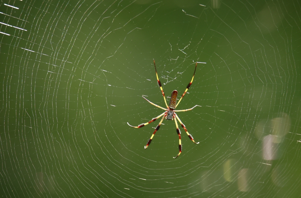 Golden Silk Spider From Houston Tx Usa On July At