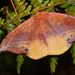 Oreta loochooana - Photo (c) Timothy Bonebrake, all rights reserved, uploaded by Papilionoidea
