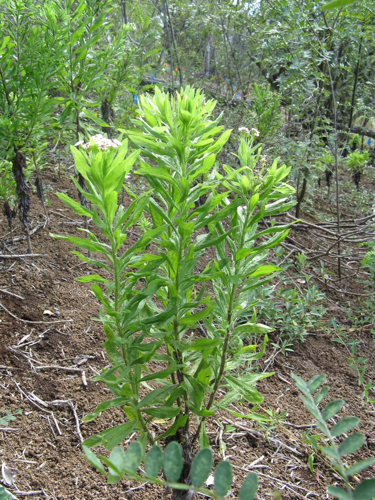 Tetramolopium arenarium ssp. arenarium (Pohakuloa Training Area