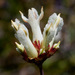 White Eardrops - Photo (c) NatureShutterbug, all rights reserved, uploaded by Lynn Watson, Santa Barbara