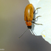 Daffodil Leaf-Beetle - Photo (c) Valter Jacinto, all rights reserved