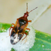 Anthocoris - Photo (c) Valter Jacinto, all rights reserved