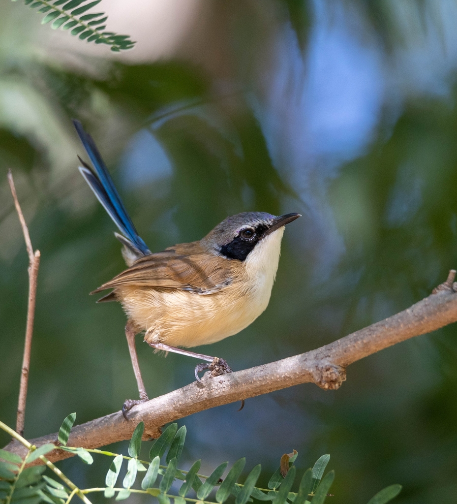 Purple Crowned Fairywren From Kununurra On June 18 2022 At 01 31 PM By