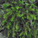Echinodiopsis hispida - Photo (c) John Van den Hoeven, όλα τα δικαιώματα διατηρούνται, uploaded by John Van den Hoeven