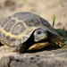 Speke's Hinge-back Tortoise - Photo (c) jwwilso3, all rights reserved, uploaded by Johnny Wilson