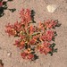 Calyptridium monandrum - Photo (c) NatureShutterbug, todos los derechos reservados, uploaded by NatureShutterbug