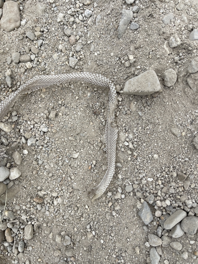 Garter Snakes From Mccall Id Us On July At Pm By