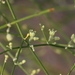 Eriogonum deserticola - Photo (c) Jay Keller, todos los derechos reservados, uploaded by Jay L. Keller